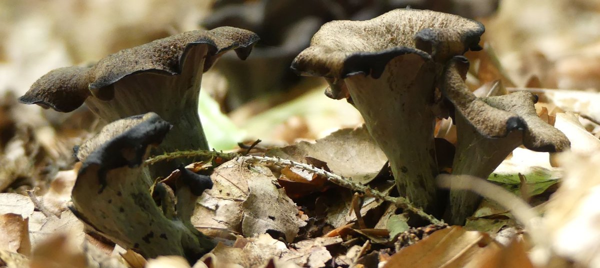 Craterellus cornucopioides, Totentrompete 2.JPG