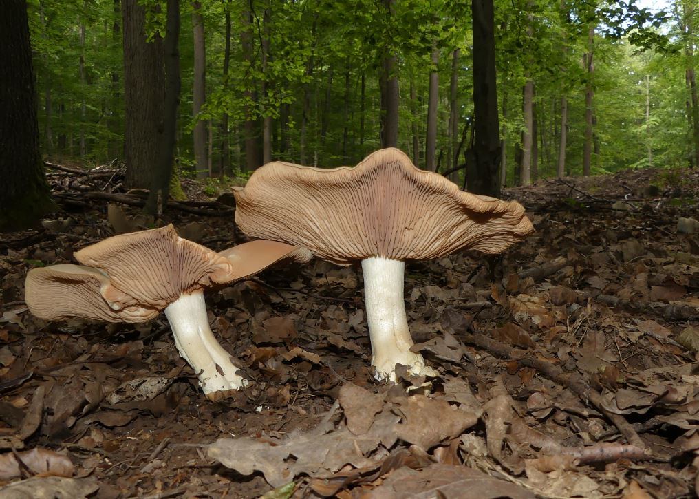 Entoloma sinuatum, Riesenrötling 2.JPG