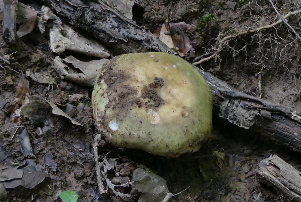 Frauentäubling, Russula cyanocantha.JPG