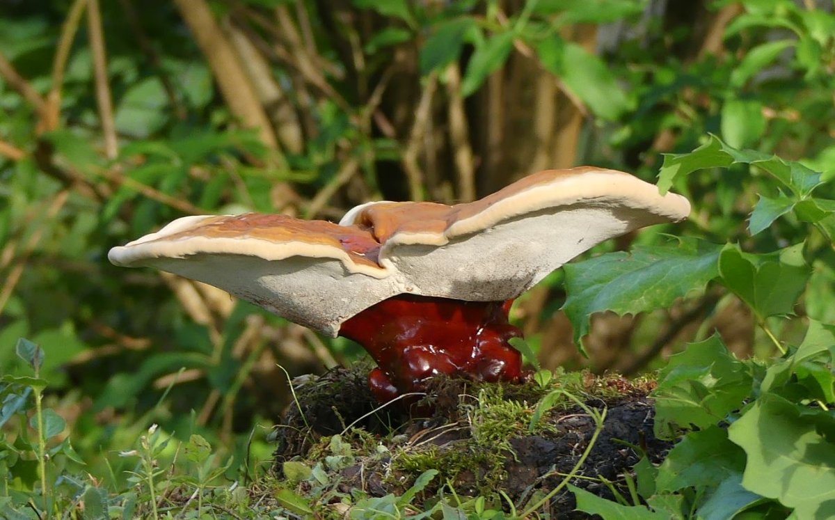 Ganoderma lucidum, Glänzender Lackporling 2.JPG