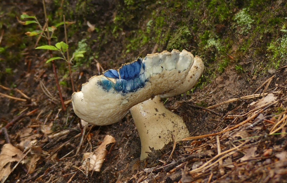 Gyroporus cyanescens, Kornblumenröhrling.JPG