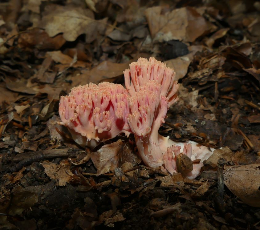 Korallenpilz spec..JPG