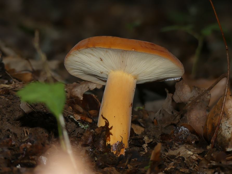 Lactarius volemus, Brätling.JPG