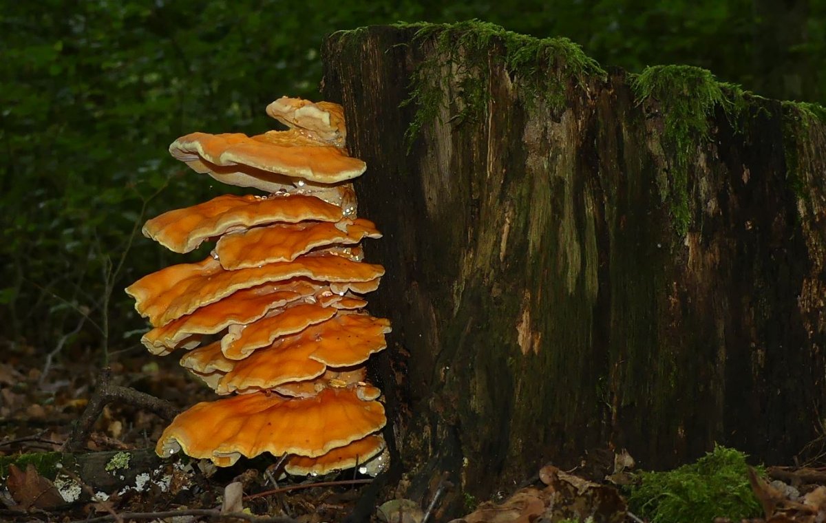 Laetiporus sulphureus, Schwefelporling.JPG