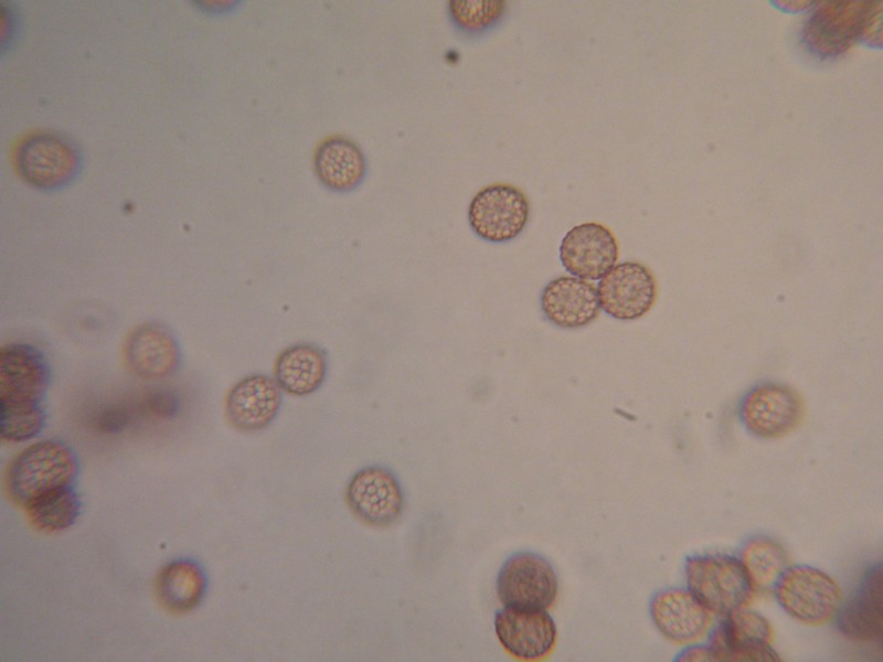 1000er Schwarzh (7).JPG