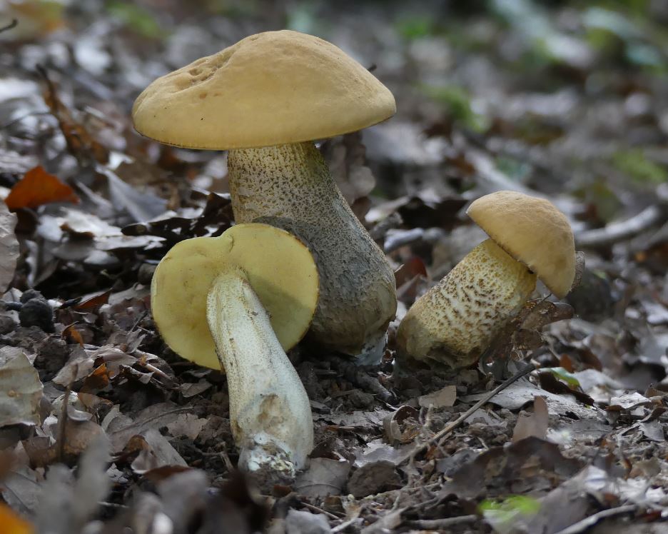 Leccinum crocipodium, Gelbporiger Rauhfuß.JPG