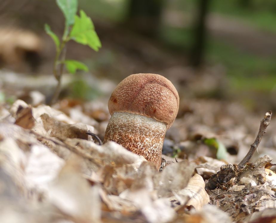 Leccinum quercinum, Eichenrotkappe.JPG