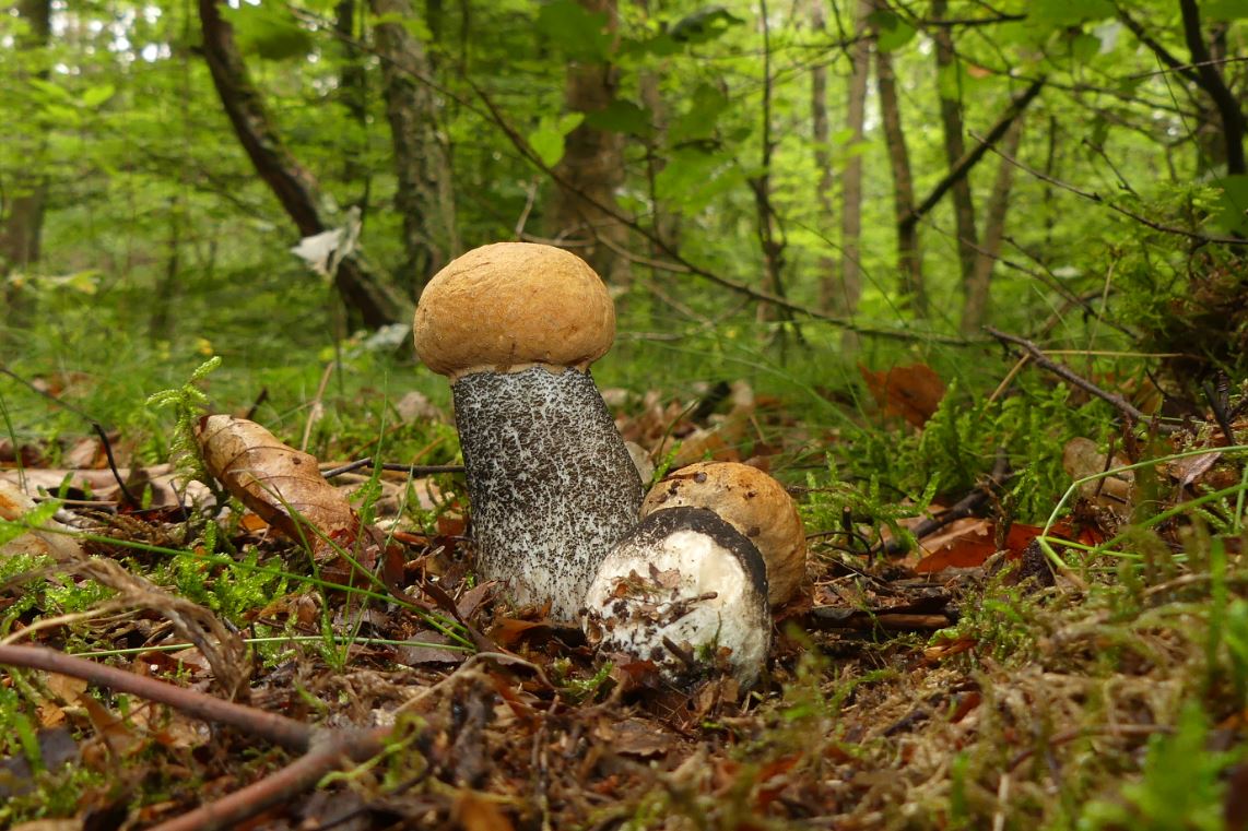 Leccinum versipelle, Birkenrotkappe.JPG