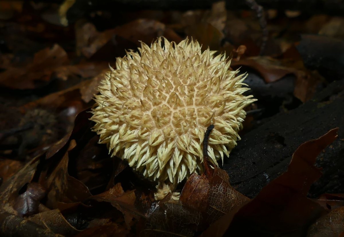 Lycoperdon echinatum, Igelstäubling.JPG