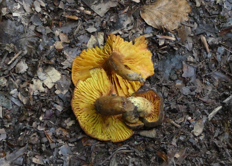 Phylloporus pelletieri, Goldblatt.JPG