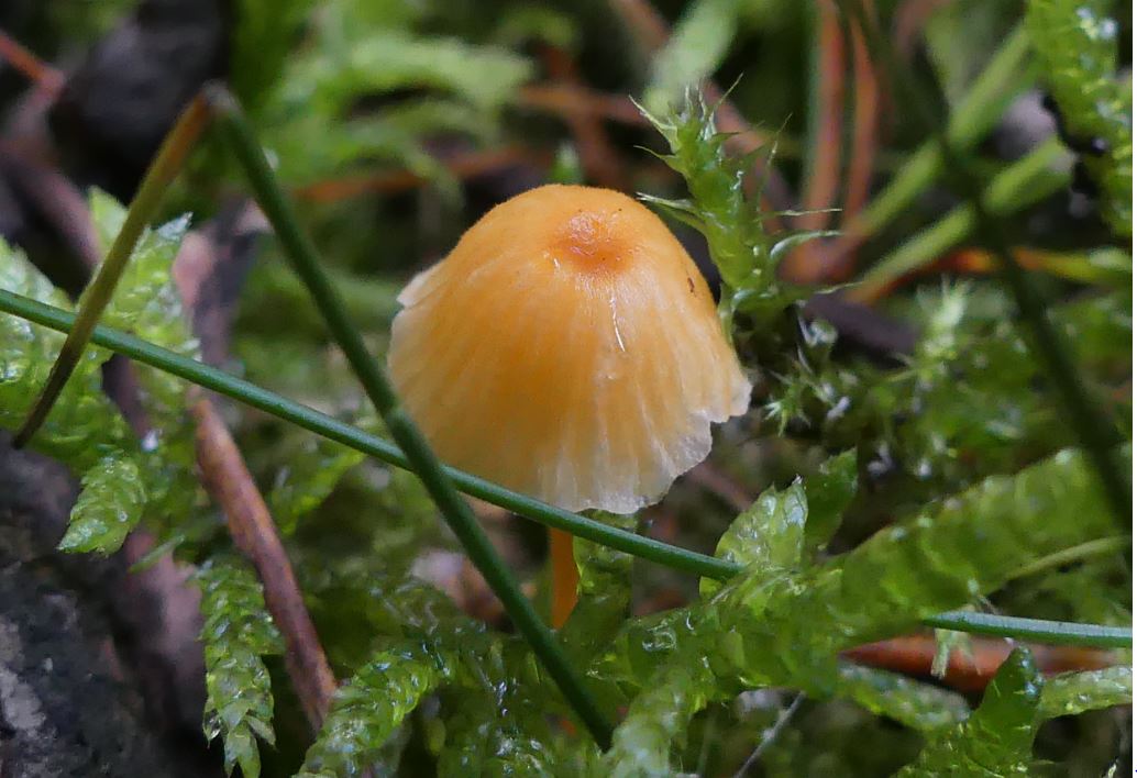 Rickenella fibula, Orangeroter Heftelnabeling.JPG