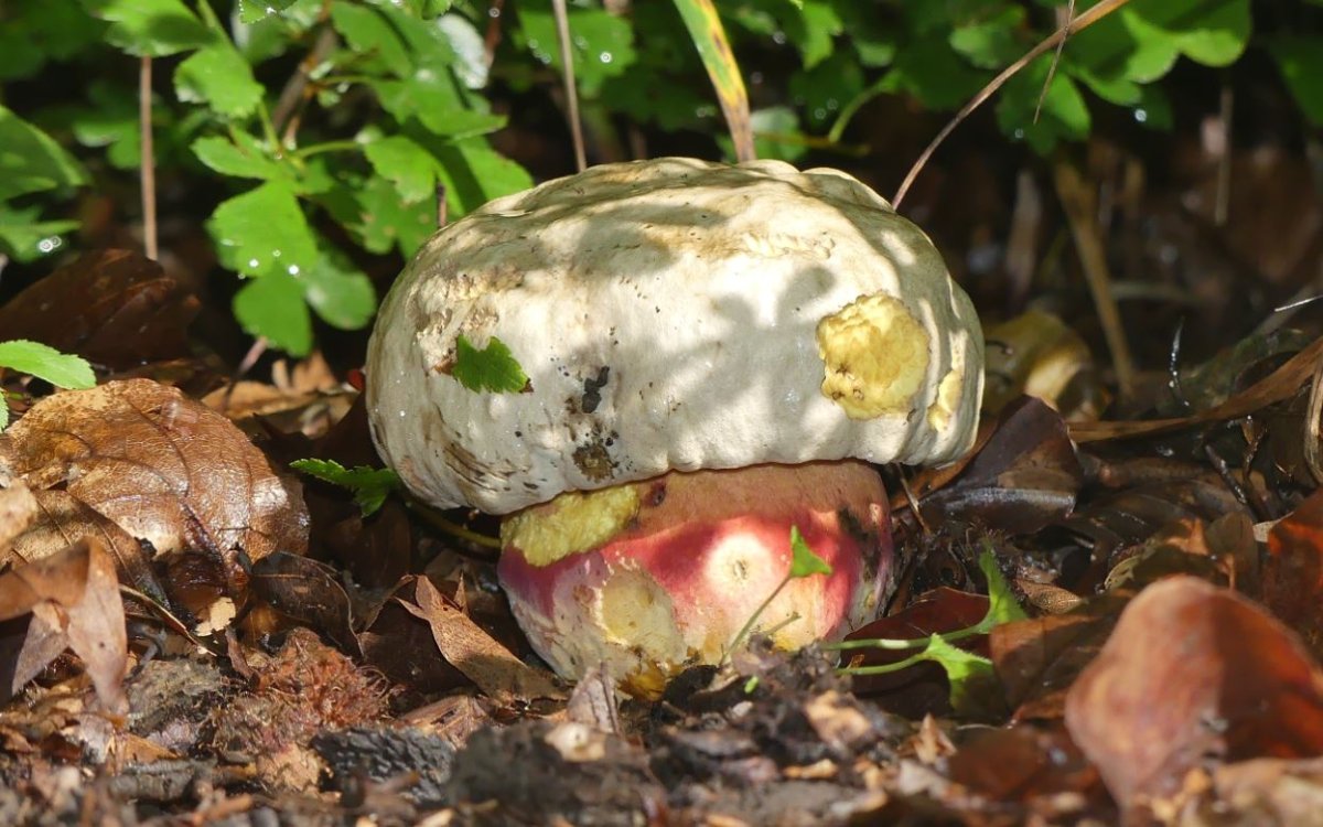 Rubroboletus satanas, Satansröhrling.JPG