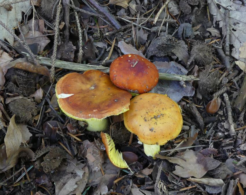 Russula aurea.JPG