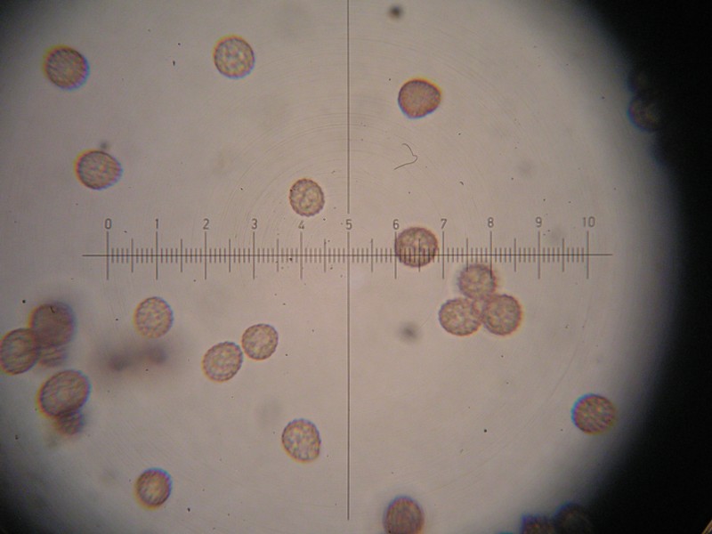 1000er Schwarzh (12).JPG