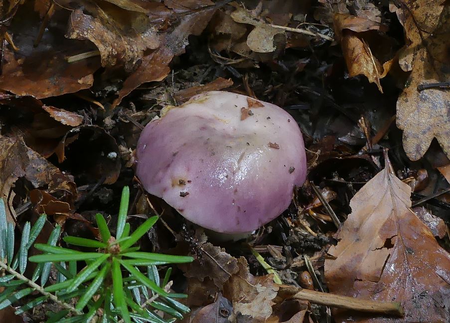 Russula cavipes, Hohlstieltäubling, Weißtannentäubling.JPG