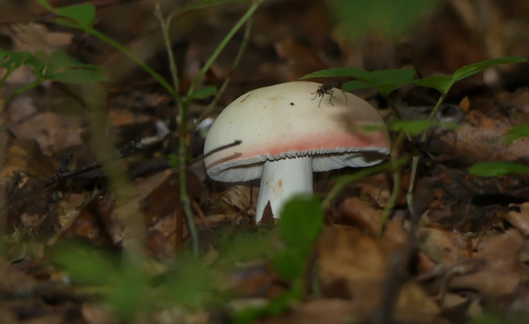 Russula rosea, Harter Zinnobertäubling 2.JPG