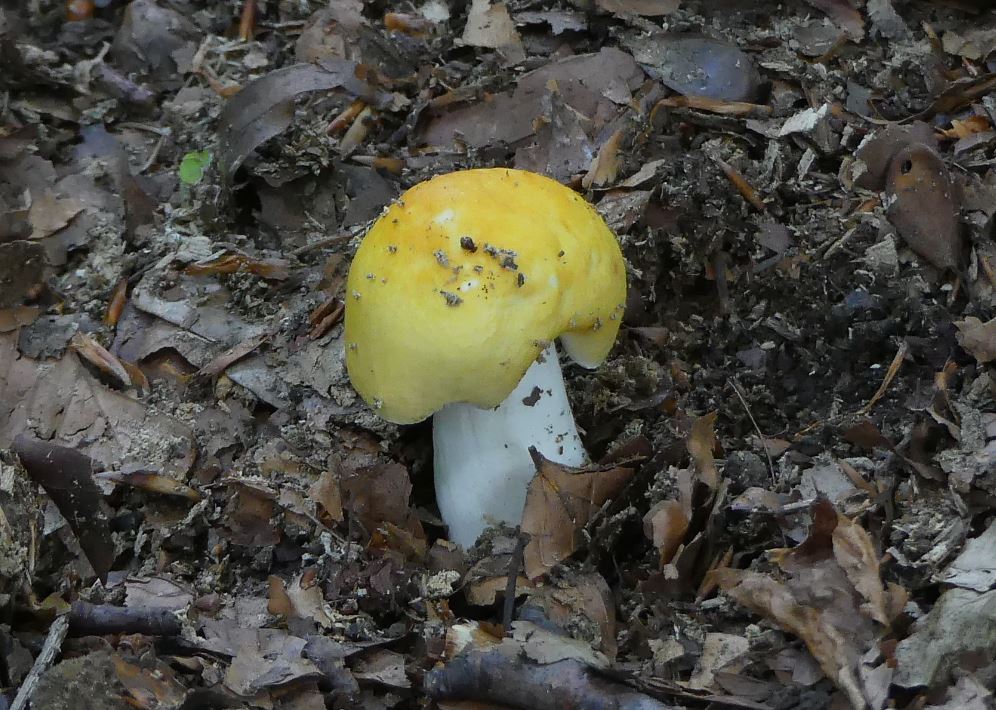 Russula solaris, Sonnentäubling.JPG