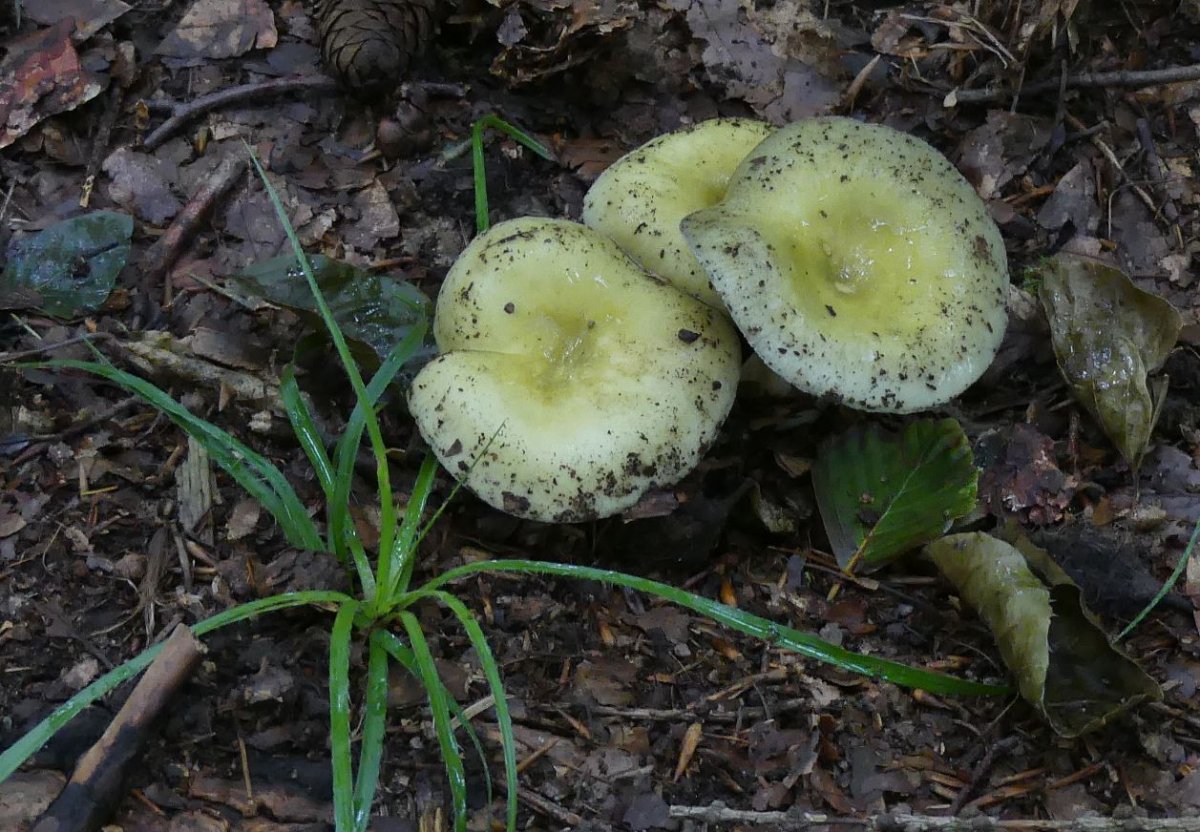 Russula violeipes, Violettstieliger Pfirsischtäubling.JPG