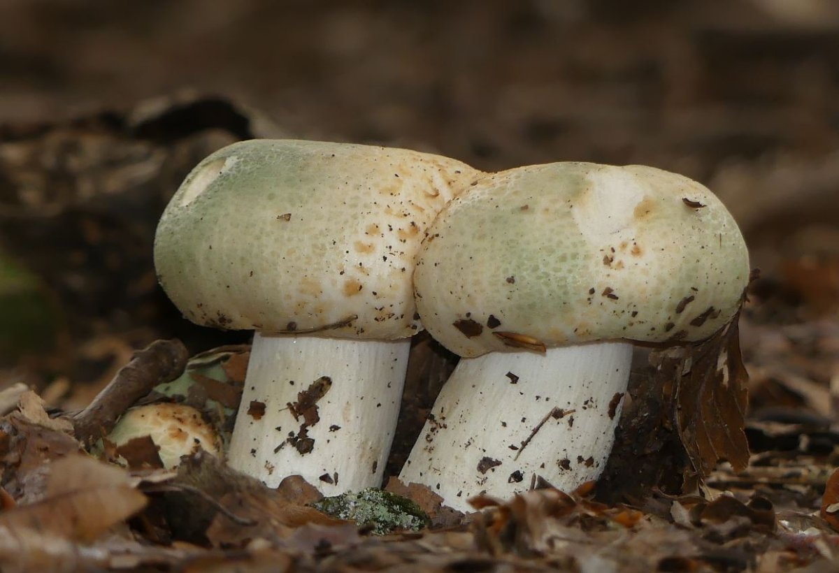 Russula virescens, Grüngefelderter Täubling.JPG