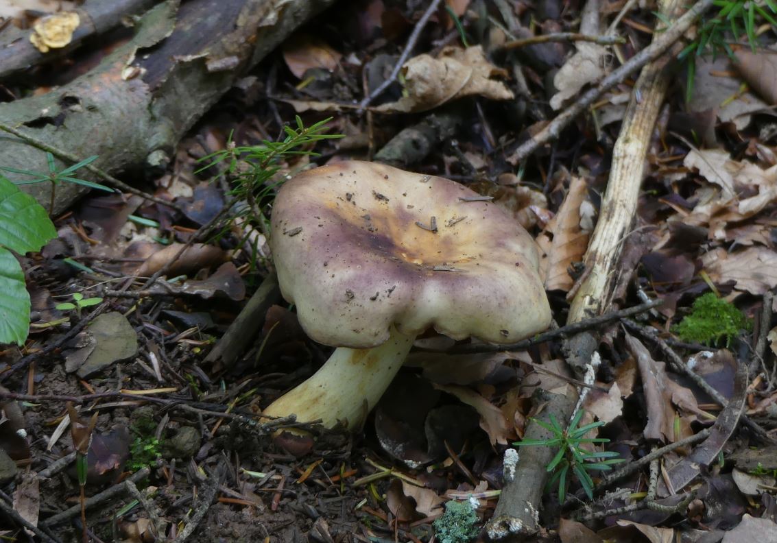 Russula viscida, Lederstieltäubling.JPG