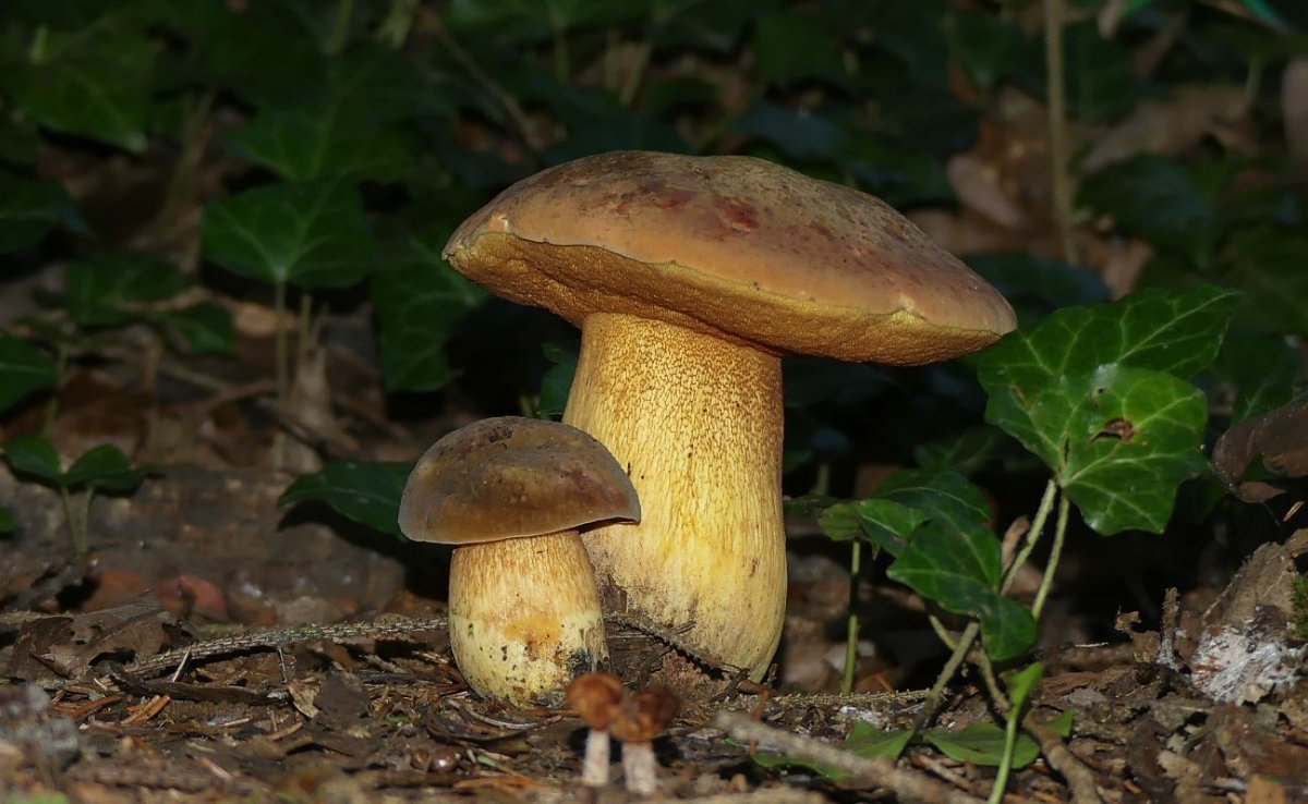 Suillellus luridus, Netzstieliger Hexenröhrling.JPG