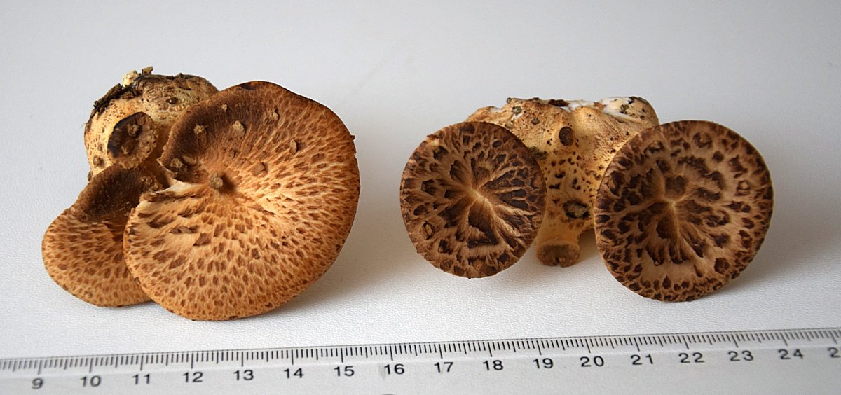 Polyporus squamosus_1.JPG