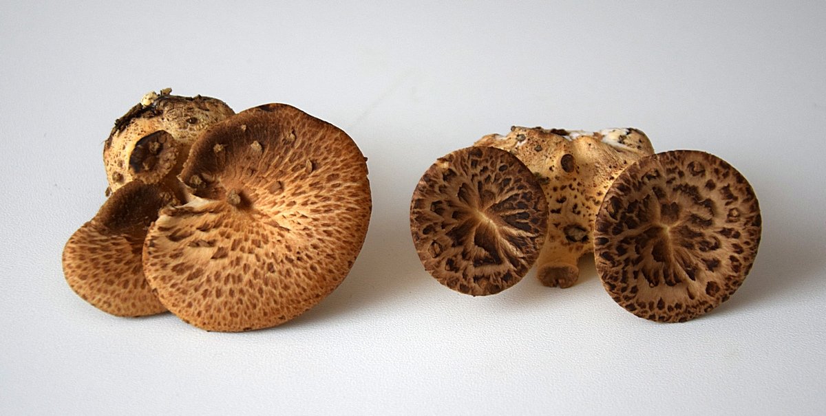 Polyporus squamosus_2.JPG