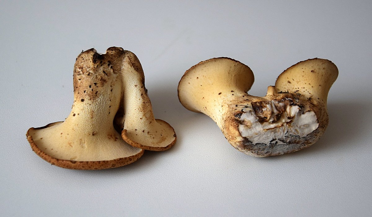 Polyporus squamosus_3.JPG