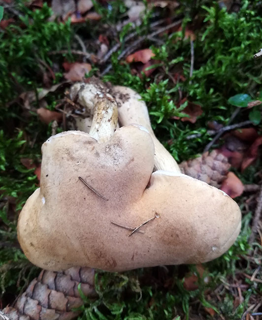 2017-08-27 11.17.21kl.jpg