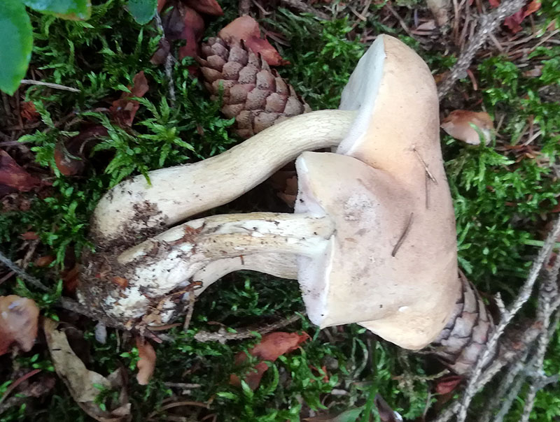 2017-08-27 11.17.28kl.jpg