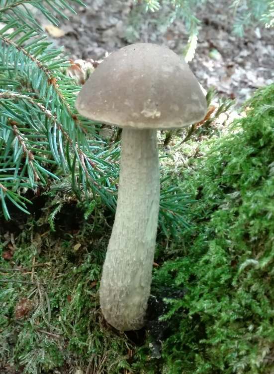 Birkenpilz (Leccinum scabrum).jpg