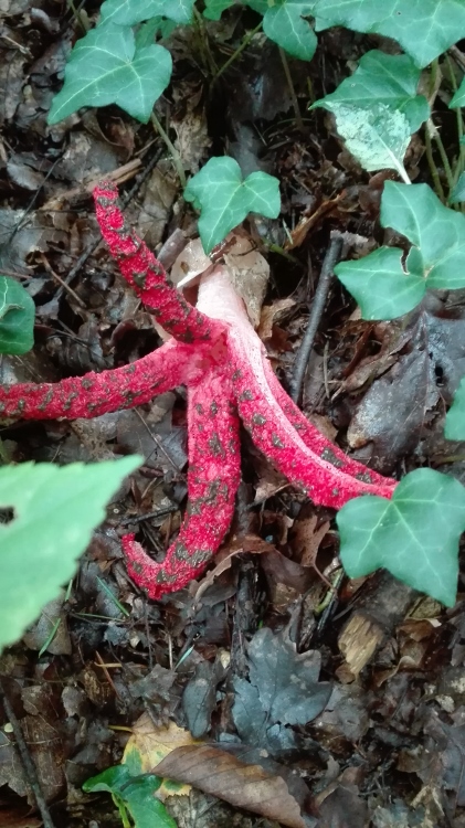 Tintenfischpilz (Clathrus archeri).jpg