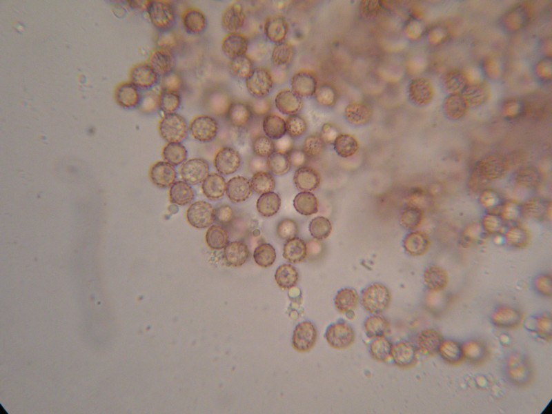 1000er Terri (6).JPG