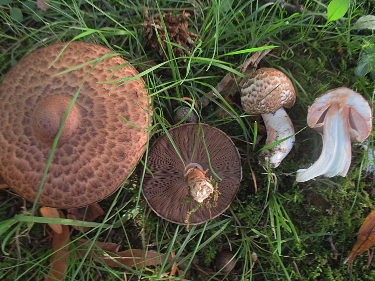 Agaricus silvaticus.jpg