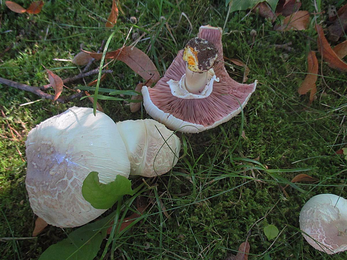 Agaricus xanthodermus.jpg