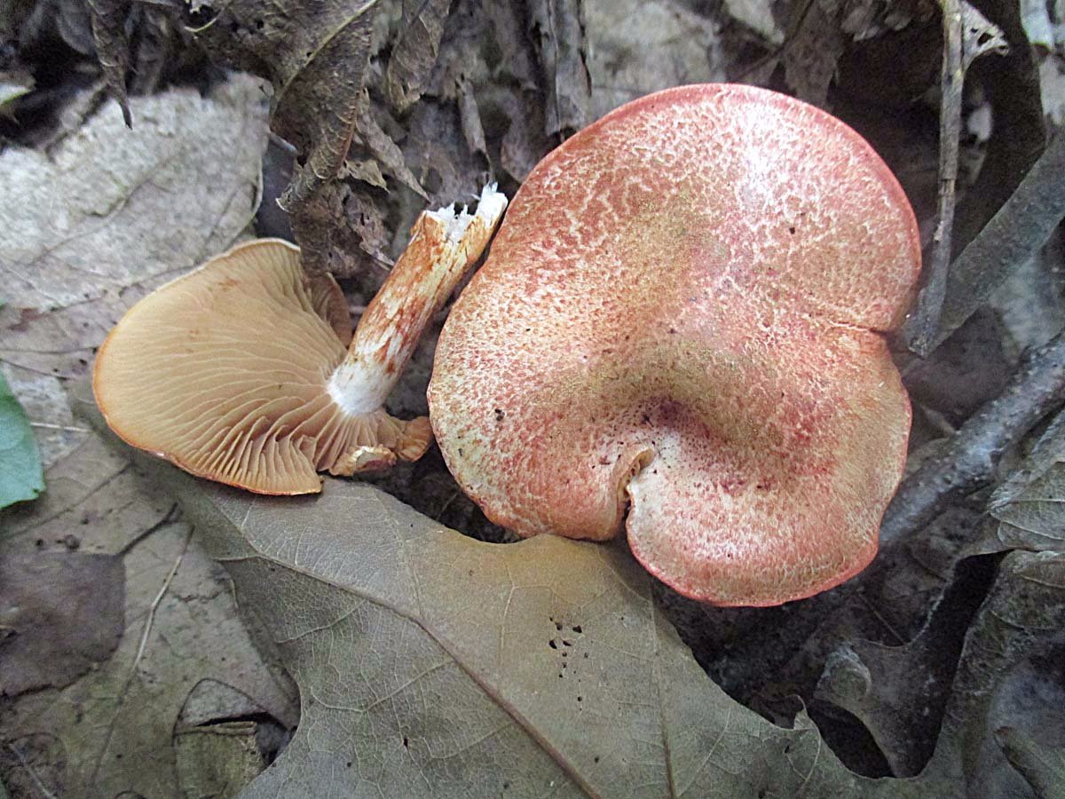 Cortinarius bolaris.jpg