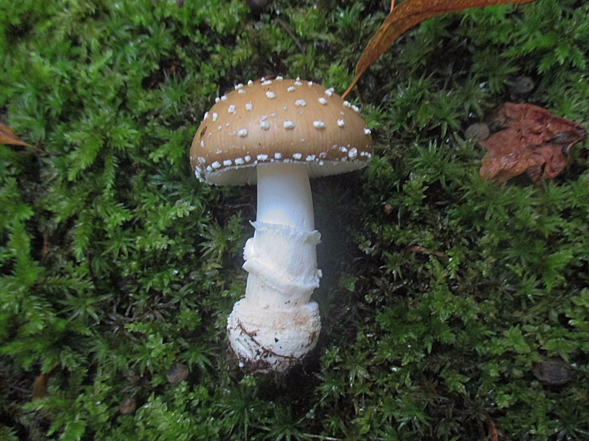 Amanita pantherina .jpg