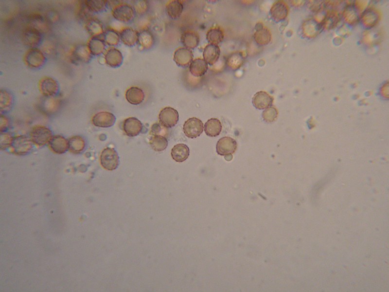 1000er Terri (17).JPG