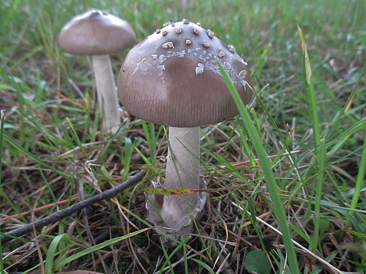 Amanita spec..jpg