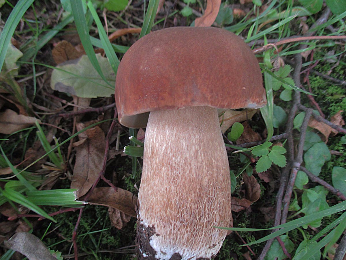 Boletus aestivalis.jpg