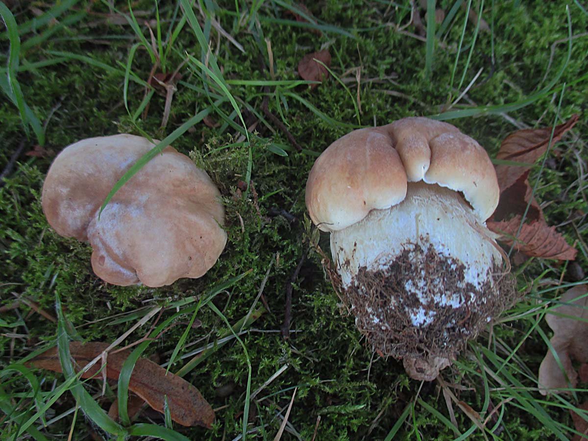 Boletus edulis.jpg