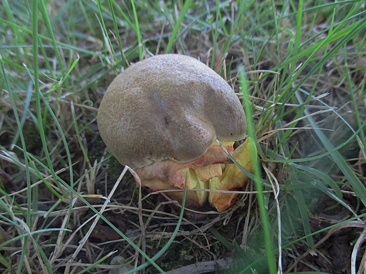 Butyriboletus appendiculatus.jpg