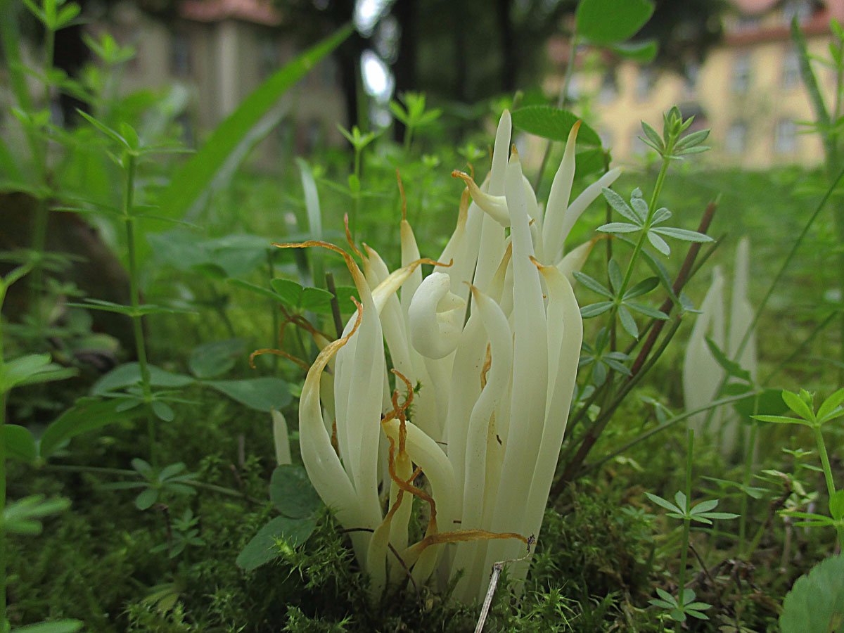 Clavaria fragilis.jpg