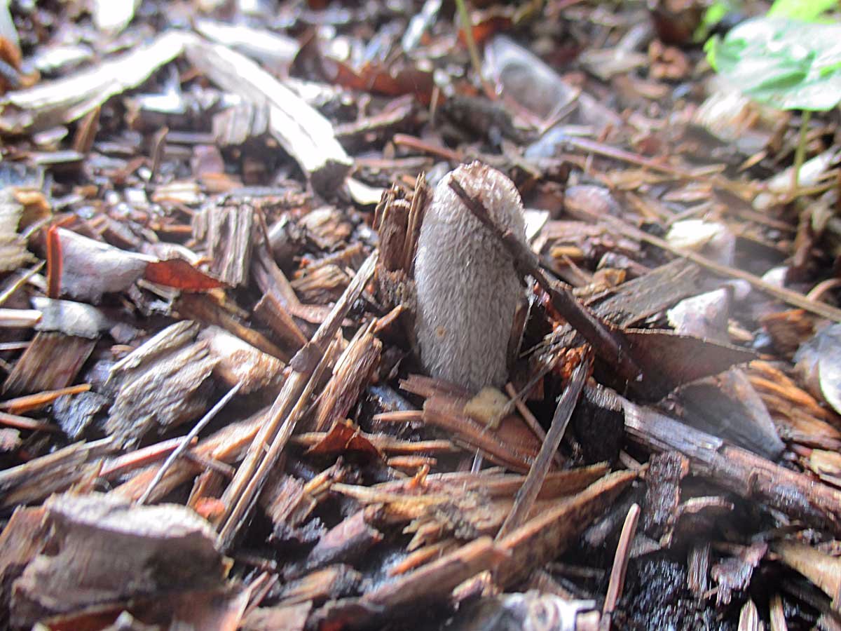 Coprinopsis lagopus.jpg