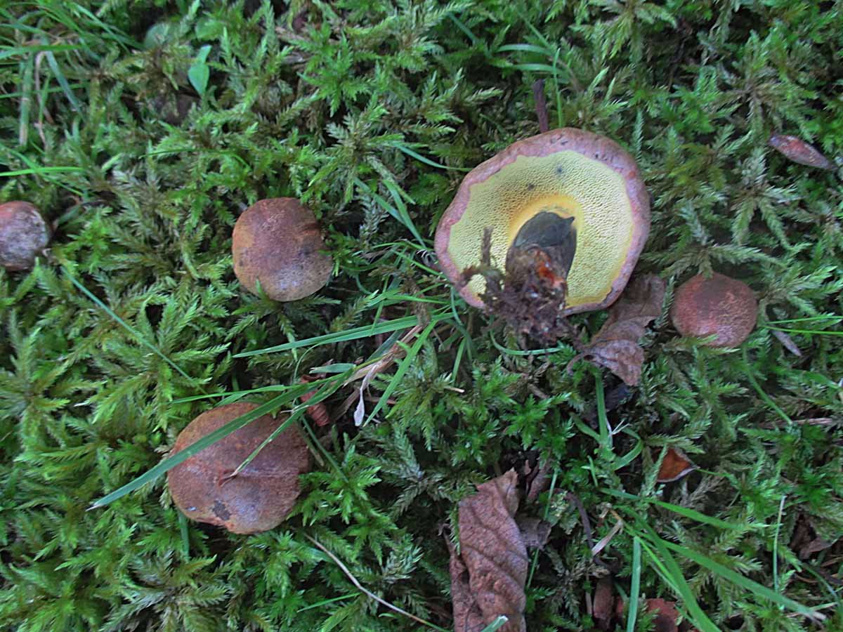 Cyanoboletus pulverulentus.jpg