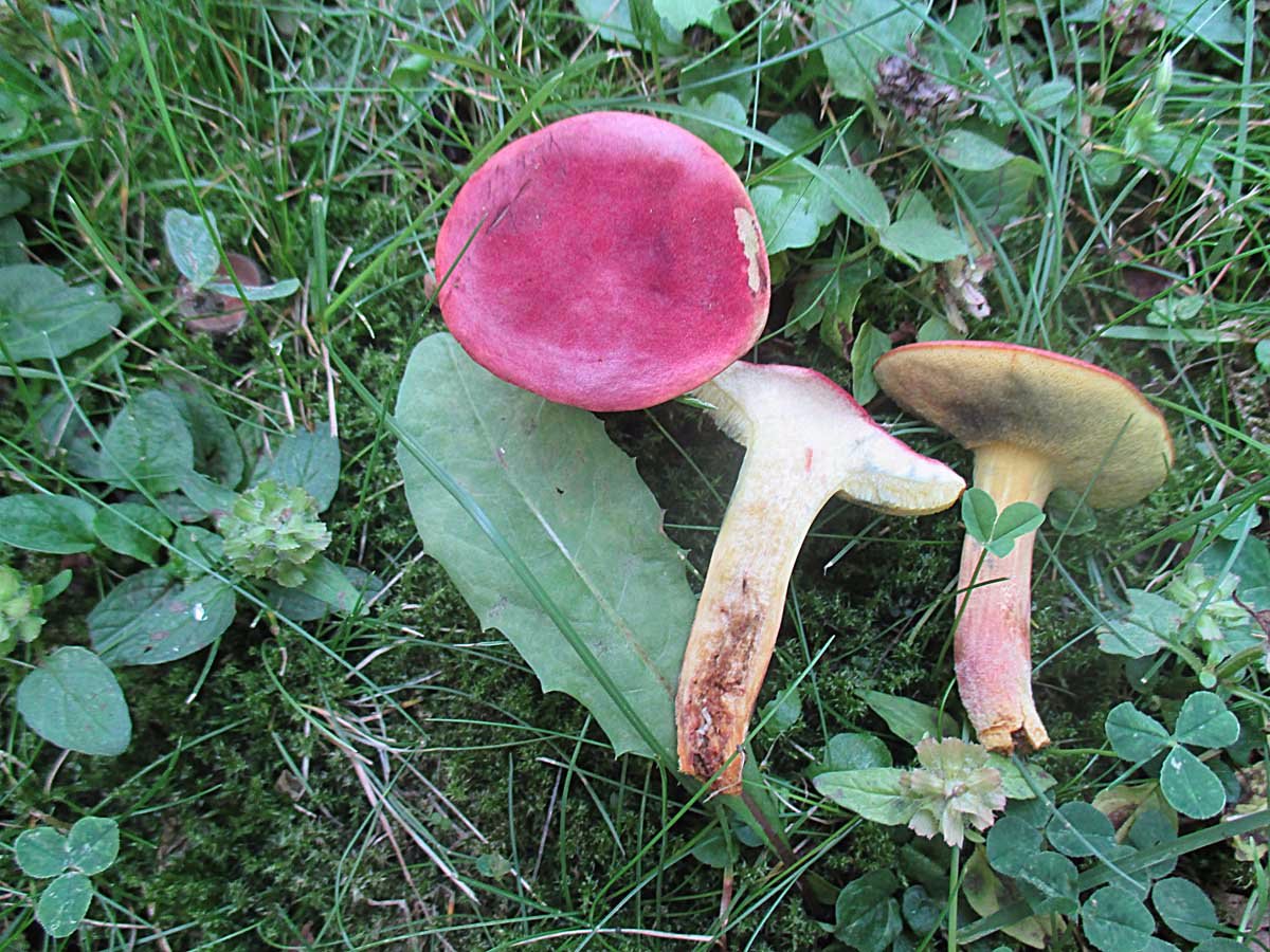 Hortiboletus rubellus.jpg