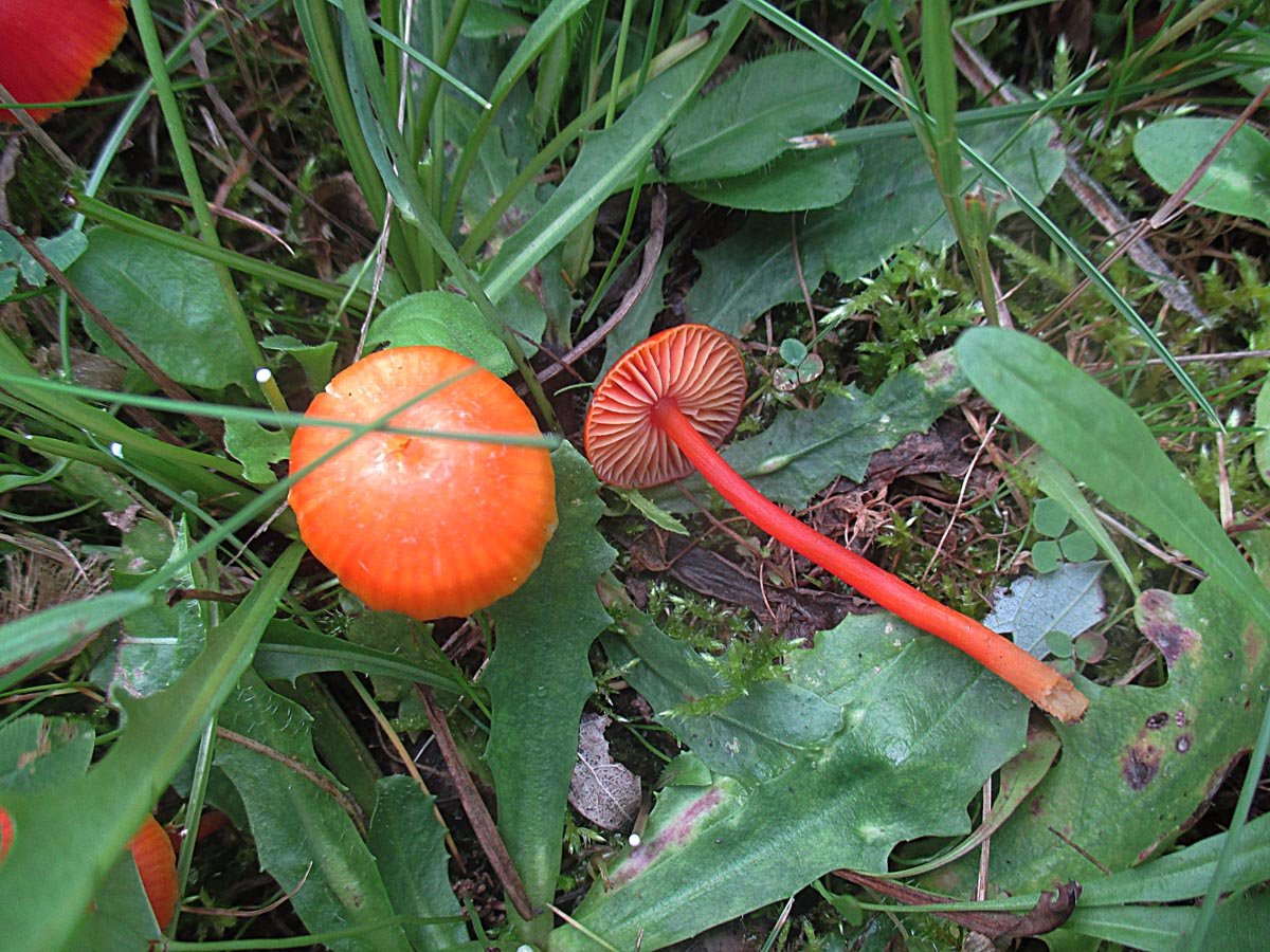 Hygrocybe spec..jpg