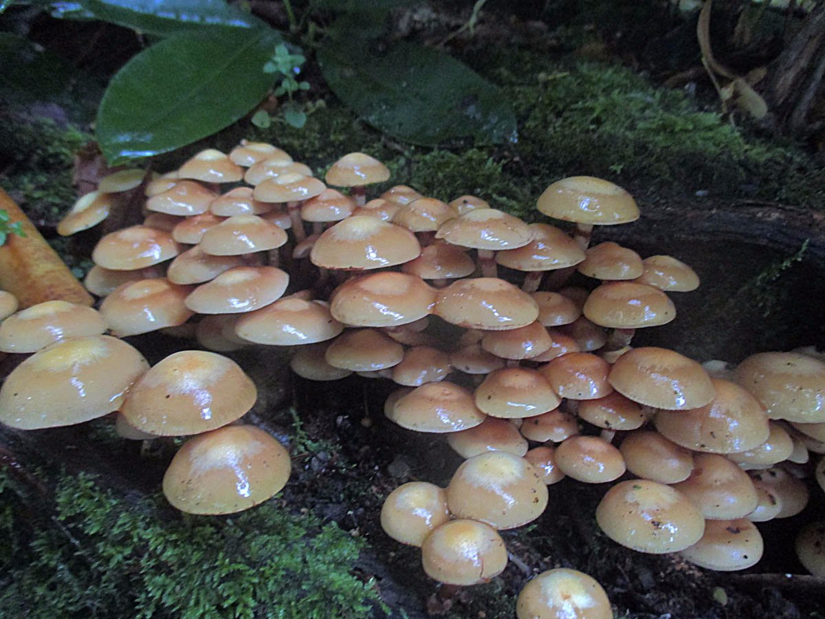 Kuehneromyces mutabilis.jpg