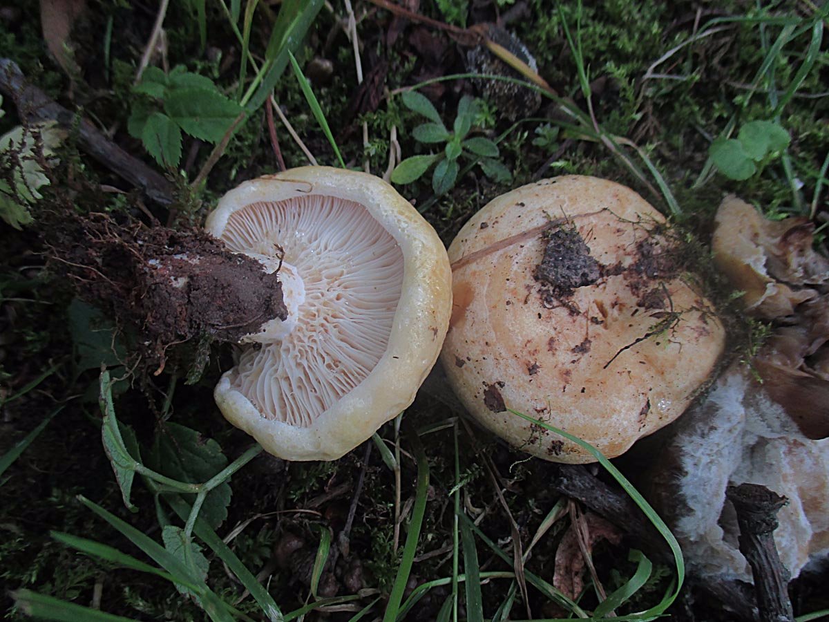 Lactarius acerrimus.jpg