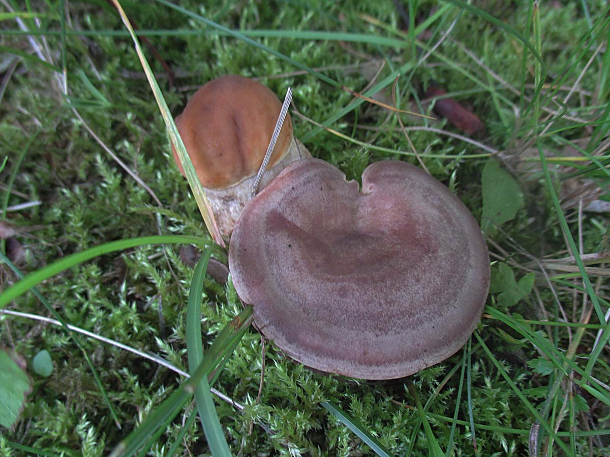 Lactarius circellatus und Leccinum pseudoscabrum.jpg